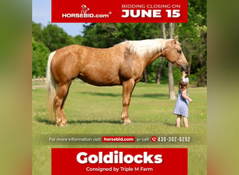 American Quarter Horse, Giumenta, 9 Anni, Palomino