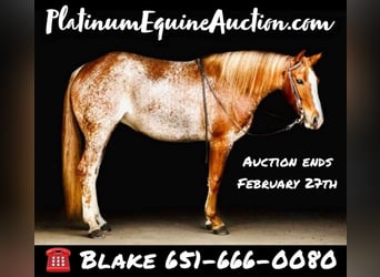 American Quarter Horse, Giumenta, 9 Anni, Sabino