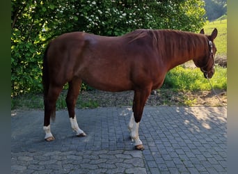 American Quarter Horse, Giumenta, 9 Anni, Sauro