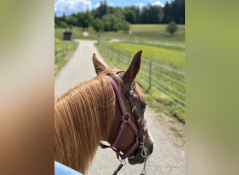 American Quarter Horse, Giumenta, 9 Anni, Sauro