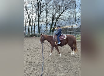 American Quarter Horse, Giumenta, 9 Anni, Sauro