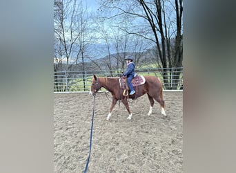 American Quarter Horse, Giumenta, 9 Anni, Sauro