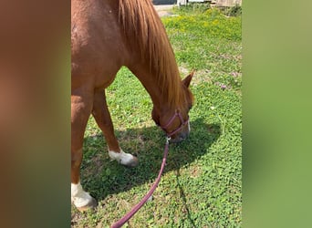 American Quarter Horse, Giumenta, 9 Anni, Sauro
