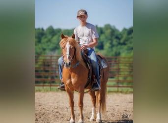 American Quarter Horse Mix, Giumenta, 9 Anni, Sauro ciliegia