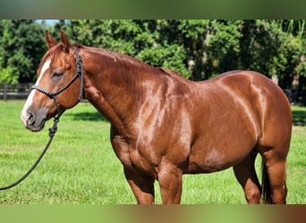 American Quarter Horse, Giumenta, 9 Anni, Sauro ciliegia