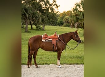 American Quarter Horse, Giumenta, 9 Anni, Sauro ciliegia