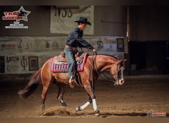 American Quarter Horse, Giumenta, 9 Anni, Sauro scuro