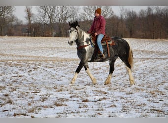 American Quarter Horse, Giumenta, 9 Anni, Tobiano-tutti i colori