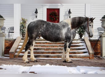 American Quarter Horse, Giumenta, 9 Anni, Tobiano-tutti i colori