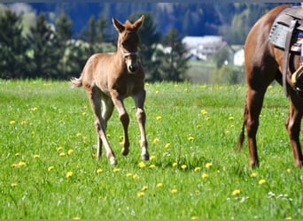 American Quarter Horse, Giumenta, , 143 cm, Sauro scuro