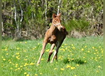 American Quarter Horse, Giumenta, , 143 cm, Sauro scuro