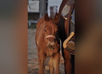 American Quarter Horse, Giumenta, , 143 cm, Sauro scuro