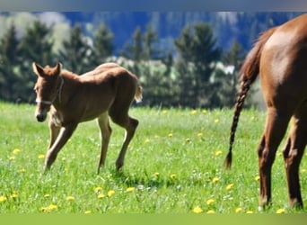 American Quarter Horse, Giumenta, , 143 cm, Sauro scuro