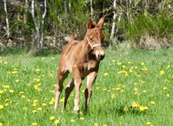 American Quarter Horse, Giumenta, , 143 cm, Sauro scuro