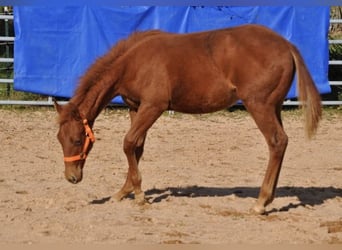 American Quarter Horse, Giumenta, Puledri (01/2025), 143 cm, Sauro scuro