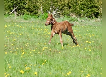 American Quarter Horse, Giumenta, , 143 cm, Sauro scuro