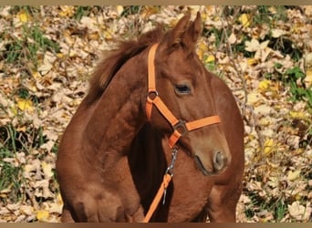 American Quarter Horse, Giumenta, Puledri (01/2025), 143 cm, Sauro scuro