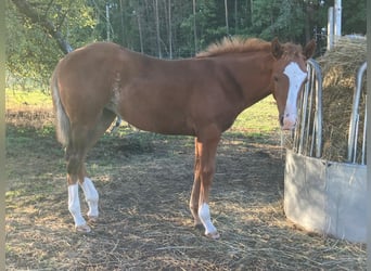 American Quarter Horse, Giumenta, Puledri (04/2026), 145 cm, Sauro