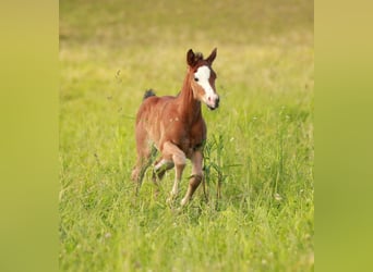 American Quarter Horse, Giumenta, Puledri
 (05/2024), 146 cm, Baio