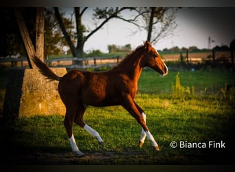 American Quarter Horse, Giumenta, Puledri
 (06/2023), 147 cm, Sauro