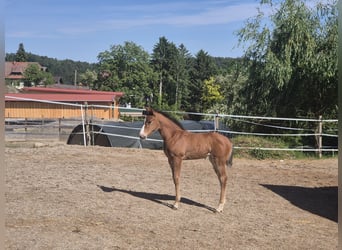 American Quarter Horse, Giumenta, Puledri (04/2026), 148 cm, Baio