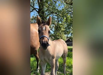 American Quarter Horse, Giumenta, Puledri (03/2026), 148 cm, Grullo