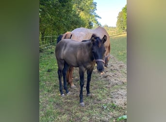 American Quarter Horse, Giumenta, Puledri (04/2024), 148 cm, Grullo