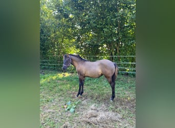 American Quarter Horse, Giumenta, Puledri (04/2024), 148 cm, Grullo