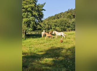 American Quarter Horse, Giumenta, Puledri
 (06/2024), 148 cm, Palomino