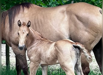 American Quarter Horse, Giumenta, Puledri
 (06/2024), 148 cm, Palomino