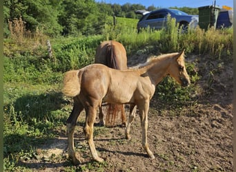 American Quarter Horse, Giumenta, Puledri
 (06/2024), 148 cm, Palomino