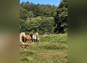 American Quarter Horse, Giumenta, Puledri
 (06/2024), 148 cm, Palomino