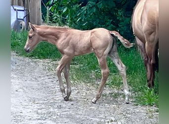 American Quarter Horse, Giumenta, Puledri
 (06/2024), 148 cm, Palomino