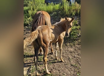 American Quarter Horse, Giumenta, Puledri
 (06/2024), 148 cm, Palomino