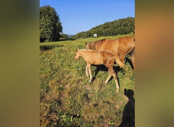 American Quarter Horse, Giumenta, Puledri
 (06/2024), 148 cm, Palomino