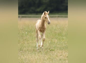 American Quarter Horse, Giumenta, Puledri (04/2026), 148 cm, Palomino
