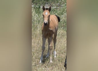 American Quarter Horse, Giumenta, Puledri (06/2026), 148 cm, Pelle di daino