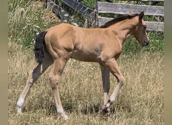 American Quarter Horse, Giumenta, Puledri (06/2026), 148 cm, Pelle di daino