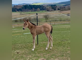 American Quarter Horse, Giumenta, , 148 cm, Red dun