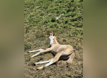 American Quarter Horse, Giumenta, Puledri (04/2026), 148 cm, Red dun