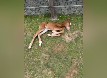 American Quarter Horse, Giumenta, , 148 cm, Sauro