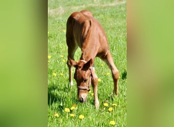 American Quarter Horse, Giumenta, , 148 cm, Sauro scuro