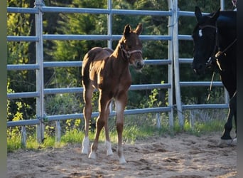 American Quarter Horse, Giumenta, , 148 cm, Sauro scuro