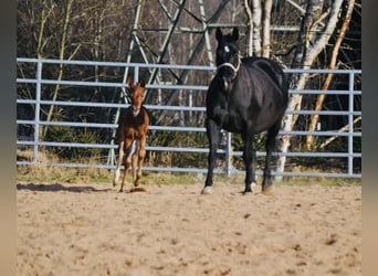 American Quarter Horse, Giumenta, , 148 cm, Sauro scuro