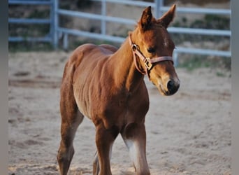 American Quarter Horse, Giumenta, , 148 cm, Sauro scuro
