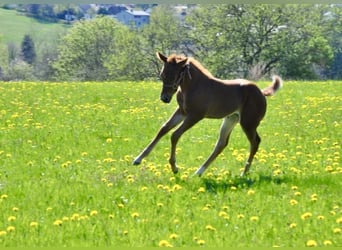 American Quarter Horse, Giumenta, , 148 cm, Sauro scuro