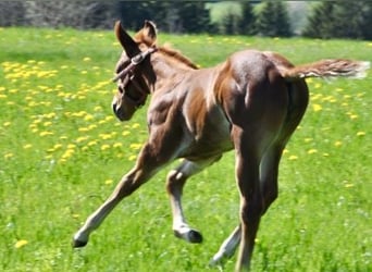 American Quarter Horse, Giumenta, , 148 cm, Sauro scuro