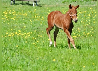 American Quarter Horse, Giumenta, , 148 cm, Sauro scuro