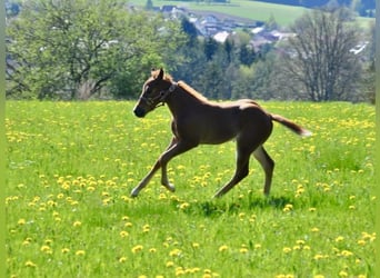 American Quarter Horse, Giumenta, , 148 cm, Sauro scuro