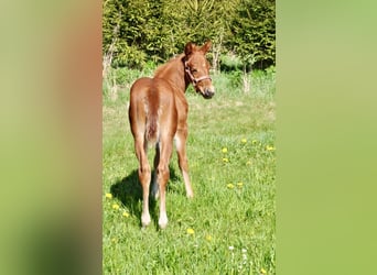 American Quarter Horse, Giumenta, , 148 cm, Sauro scuro